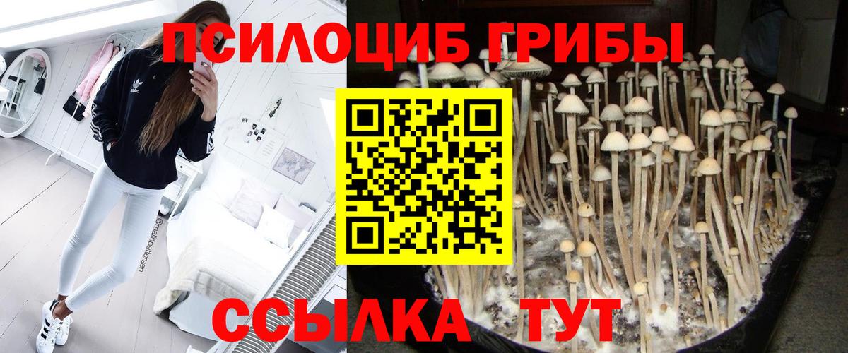 Псилоцибиновые грибы Cubensis Шахты